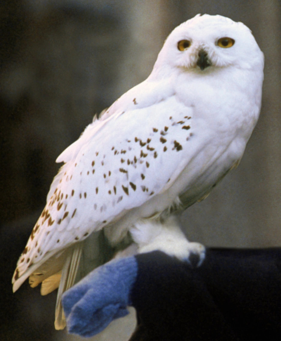 Hedwig in de Harry Potter films
